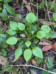 Claytonia sibirica