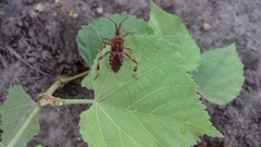 Leptoglossus occidentalis