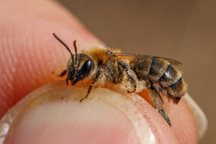 Andrena fuscipes