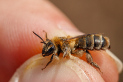 Andrena fuscipes