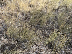 Ephedra cutleri
