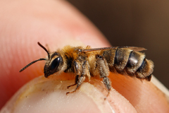 Andrena fuscipes