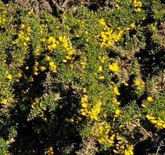 Ulex europaeus