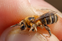 Andrena fuscipes
