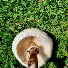 Agaricus bisporus