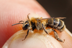 Andrena fuscipes