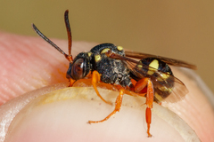 Nomada flavopicta