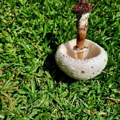 Agaricus bisporus