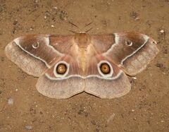 Gonimbrasia belina