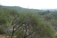 Calicotome spinosa