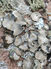 Umbilicaria freyi