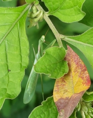 Miomantis caffra