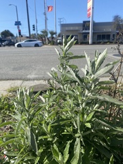 Pseudognaphalium biolettii