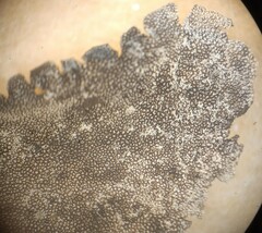 Umbilicaria freyi