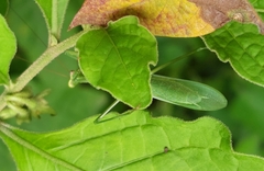 Miomantis caffra