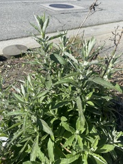 Pseudognaphalium biolettii