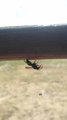 Hypodynerus labiatus