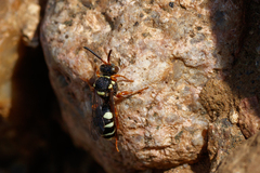 Nomada rufipes