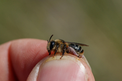 Melitta haemorrhoidalis