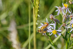 Dasypoda hirtipes