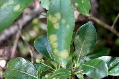 Cephaleuros lagerheimii