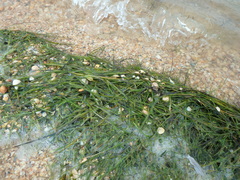 Ruppia maritima