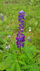 Lupinus montanus