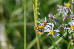 Dasypoda hirtipes