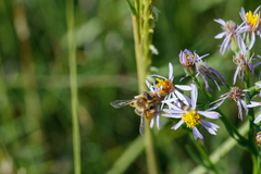 Dasypoda hirtipes