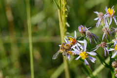 Dasypoda hirtipes
