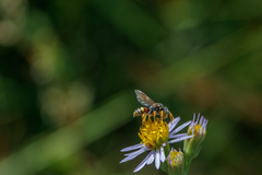 Nomada fucata