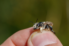 Megachile maritima