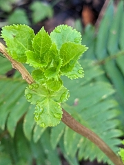 Sambucus cerulea