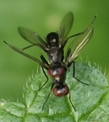 Nemopoda nitidula