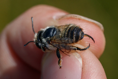 Megachile maritima