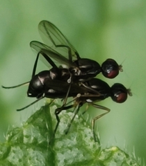 Nemopoda nitidula