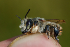 Megachile maritima