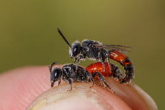 Sphecodes