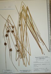 Juncus pylaei