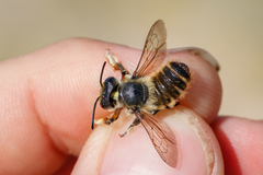 Megachile maritima