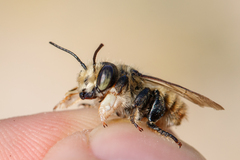 Megachile maritima