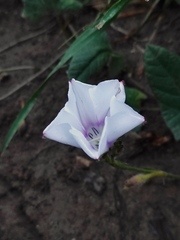 Convolvulus betonicifolius