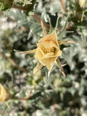 Mentzelia hirsutissima