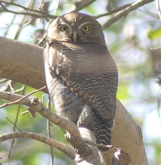 Glaucidium radiatum