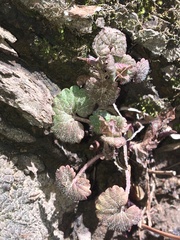 Glechoma hederacea