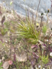 Bromus rubens