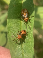 Oncopeltus unifasciatellus