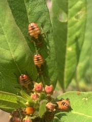 Oncopeltus unifasciatellus