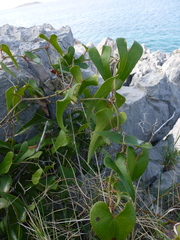 Smilax aspera