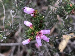 Erica australis